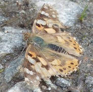 Painted Lady (Vanessa cardui)