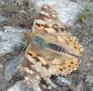 Tistelsommerfugl (Vanessa cardui)