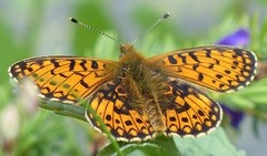 Small Pearl-bordered Fritillary (Boloria selene)