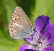 Brun blåvinge (Aricia eumedon)