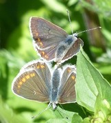 Mountain Argus (Aricia artaxerxes)