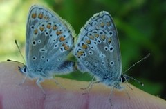 Mountain Argus (Aricia artaxerxes)