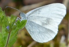 Skoghvitvinge (Leptidea sinapis)