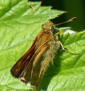 Large Skipper (Ochlodes sylvanus)