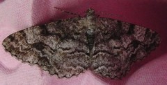 Mottled Beauty (Alcis repandata)