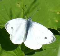 Green-veined White (Pieris napi)