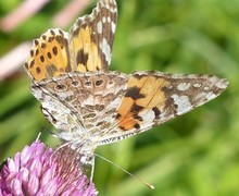 Painted Lady (Vanessa cardui)