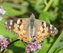 Painted Lady (Vanessa cardui)