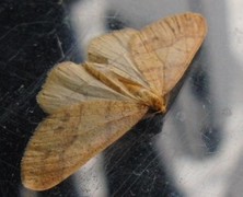 Scarce Umber (Agriopis aurantiaria)