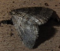 Winter Moth (Operophtera brumata)