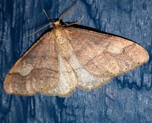 Dotted Border (Agriopis marginaria)