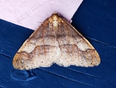Dotted Border (Agriopis marginaria)