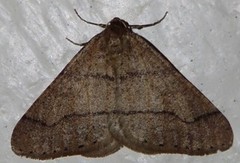Dotted Border (Agriopis marginaria)