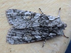 Softly's Shoulder-knot (Lithophane consocia)