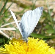 Rapssommerfugl (Pieris napi)