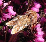 Furufly (Panolis flammea)