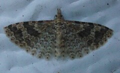 Many-plumed Moth (Alucita hexadactyla)