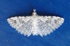 Many-plumed Moth (Alucita hexadactyla)