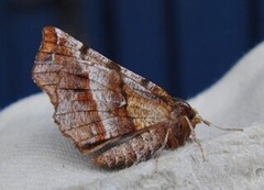 Blek månemåler (Selenia dentaria)