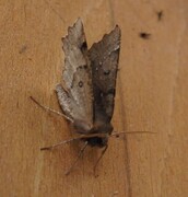 Scalloped Hazel (Odontopera bidentata)