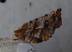 Early Thorn (Selenia dentaria)