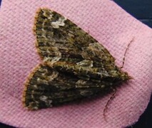 Red-green Carpet (Chloroclysta siterata)