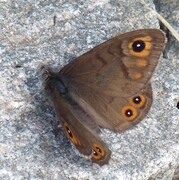 Bergringvinge (Lasiommata petropolitana)