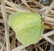 Sitronsommerfugl (Gonepteryx rhamni)