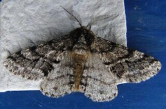 Brindled Beauty (Lycia hirtaria)