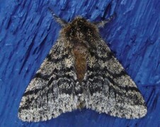 Brindled Beauty (Lycia hirtaria)