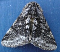 Brindled Beauty (Lycia hirtaria)