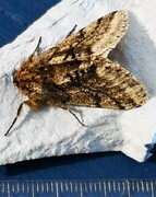 Brindled Beauty (Lycia hirtaria)