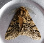 Brindled Beauty (Lycia hirtaria)
