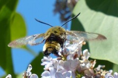 Broad-bordered Bee Hawk-moth (Hemaris fuciformis)