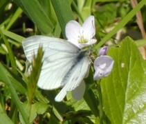 Green-veined White (Pieris napi)