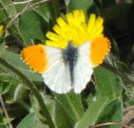 Aurorasommerfugl (Anthocharis cardamines)