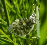 Aurorasommerfugl (Anthocharis cardamines)