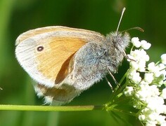 Engringvinge (Coenonympha pamphilus)