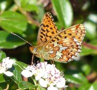 Rødflekket perlemorvinge (Boloria euphrosyne)