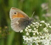 Engringvinge (Coenonympha pamphilus)