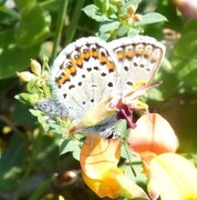 Idas blue (Plebejus idas)