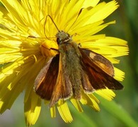 Large Skipper (Ochlodes sylvanus)