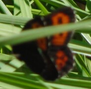 Arran Brown (Erebia ligea)