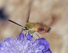 Broad-bordered Bee Hawk-moth (Hemaris fuciformis)