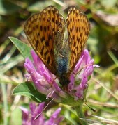 Pearl-bordered Fritillary (Boloria euphrosyne)