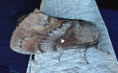 Pine Lappet (Dendrolimus pini)