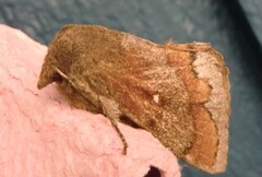 Pine Lappet (Dendrolimus pini)