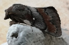Pine Lappet (Dendrolimus pini)
