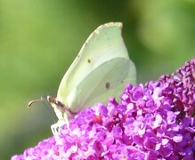 Sitronsommerfugl (Gonepteryx rhamni)