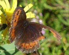 Fløyelsringvinge (Erebia ligea)